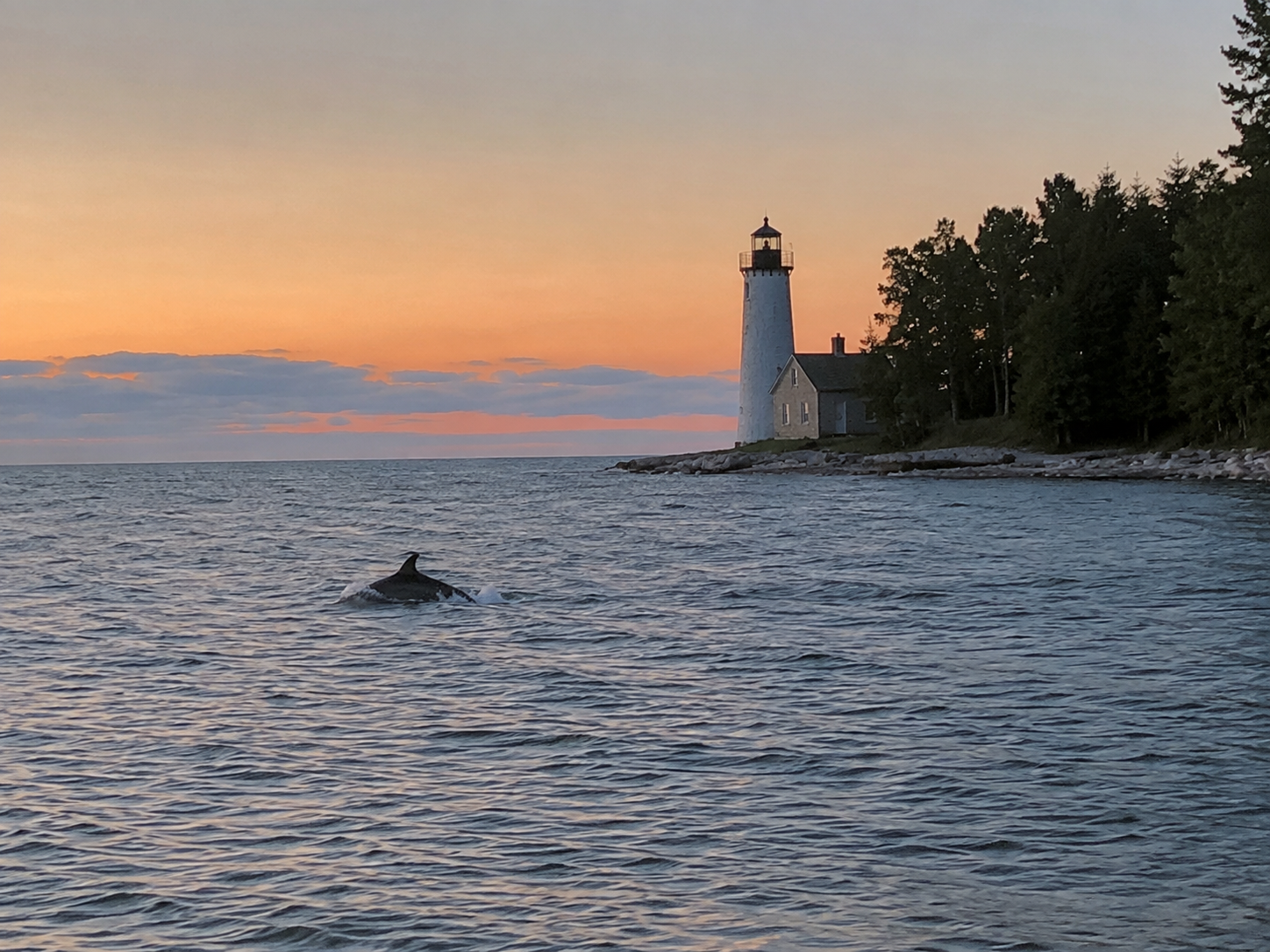Dolphins playing near shoreline